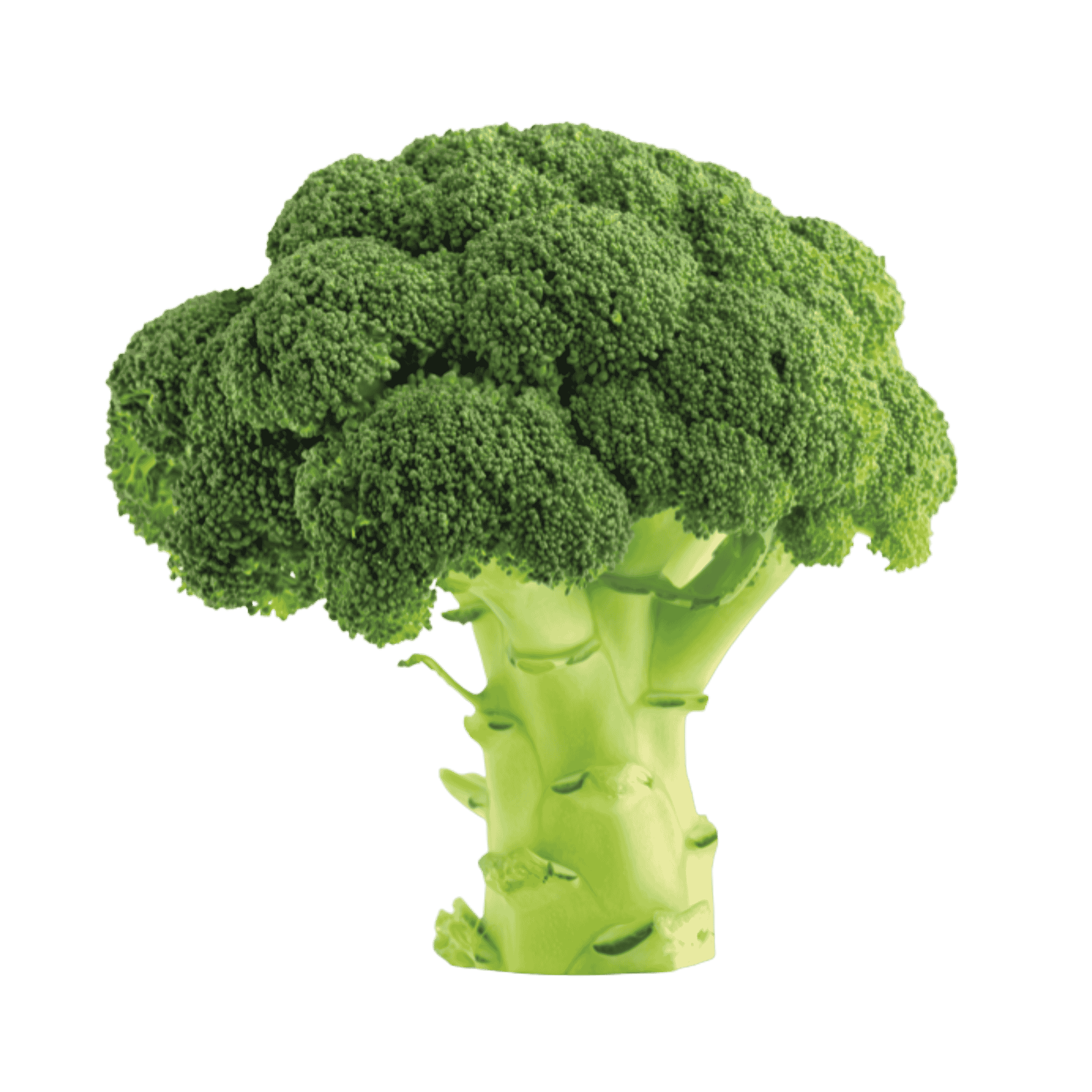 Broccoli